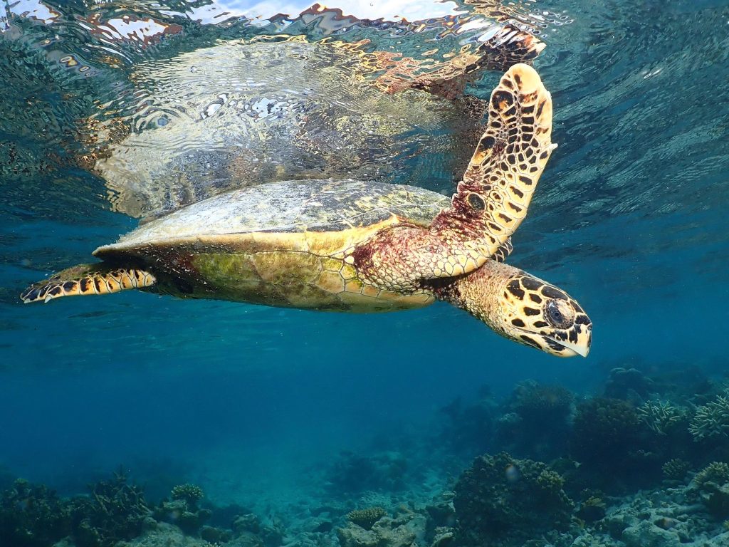 Wasserschildkröte unter Wasser im klaren türkisfarbenen Wasser bei ananea Madivaru Maldives mit Korallen im Hintergrund