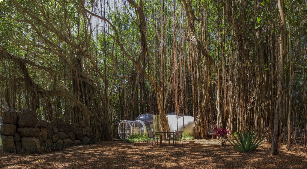 Zwei transparente geodätische Kuppeln mit Holz- und Metallmöbeln auf Rindenmulchboden in dichtem Wald auf Mauritius