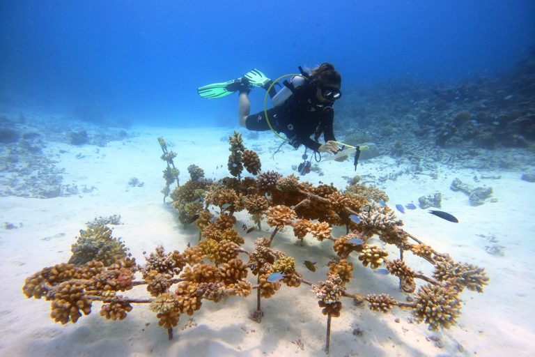 Taucherin über einem Korallenriff im tiefblauen Wasser der Malediven mit Klemmbrett