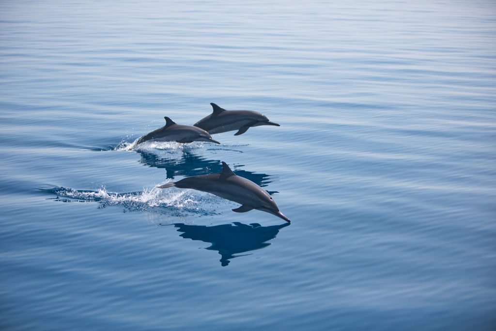 Drei Delfine schwimmen knapp unter der Wasseroberfläche im klaren blauen Meer mit spritzender Gischt