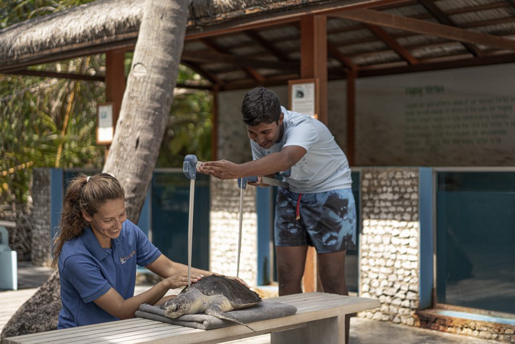 Zwei Personen kümmern sich unter Strohdach um eine Schildkröte auf grauem Stoff auf Holztisch