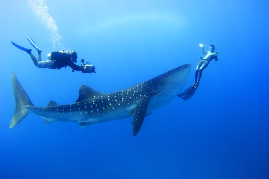 Walhai mit weißen Punkten schwimmt im klaren blauen Wasser neben zwei Tauchern mit Flossen