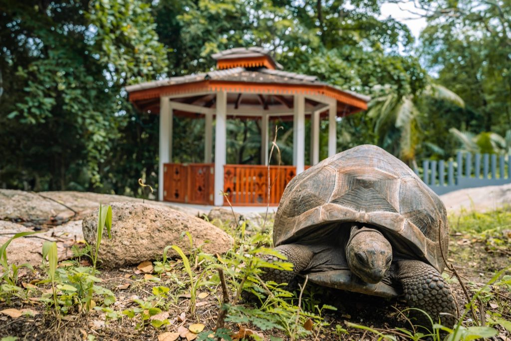 Große Schildkröte kriecht auf naturbelassenem Boden vor einem weißen Holzpavillon mit roten Akzenten in grüner Umgebung