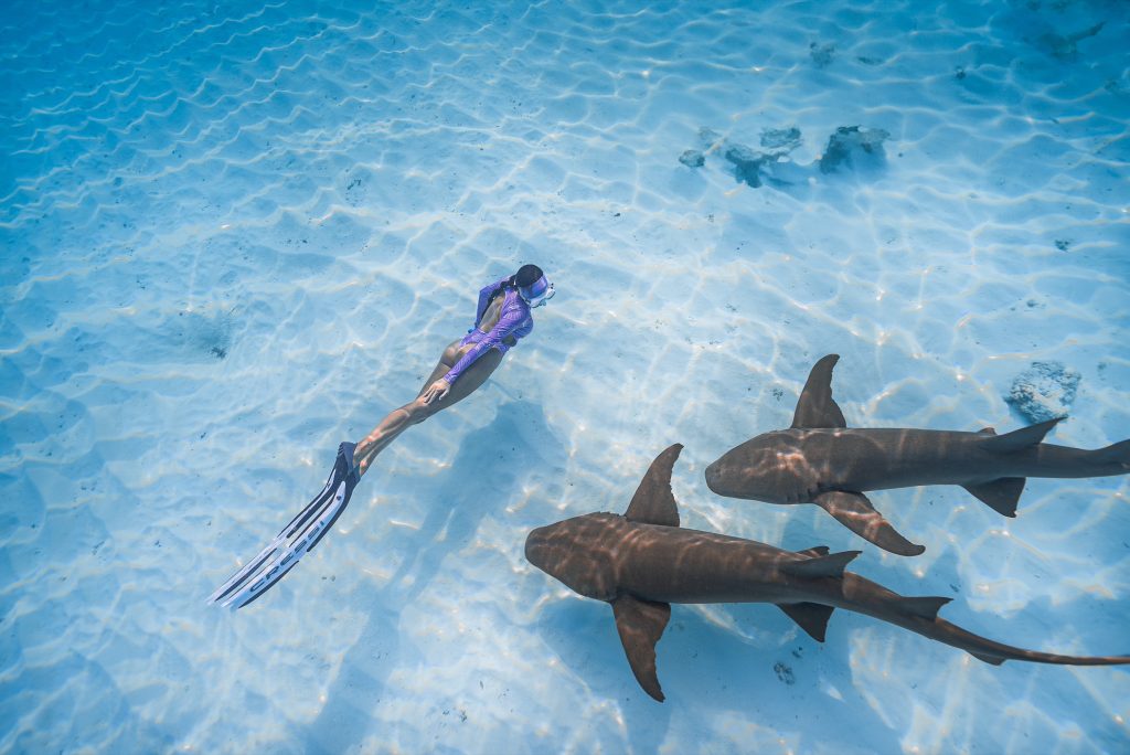 Person im lilafarbenen Neoprenanzug mit Flossen schwimmt unter Wasser zusammen mit zwei Haien über sandigem Meeresboden