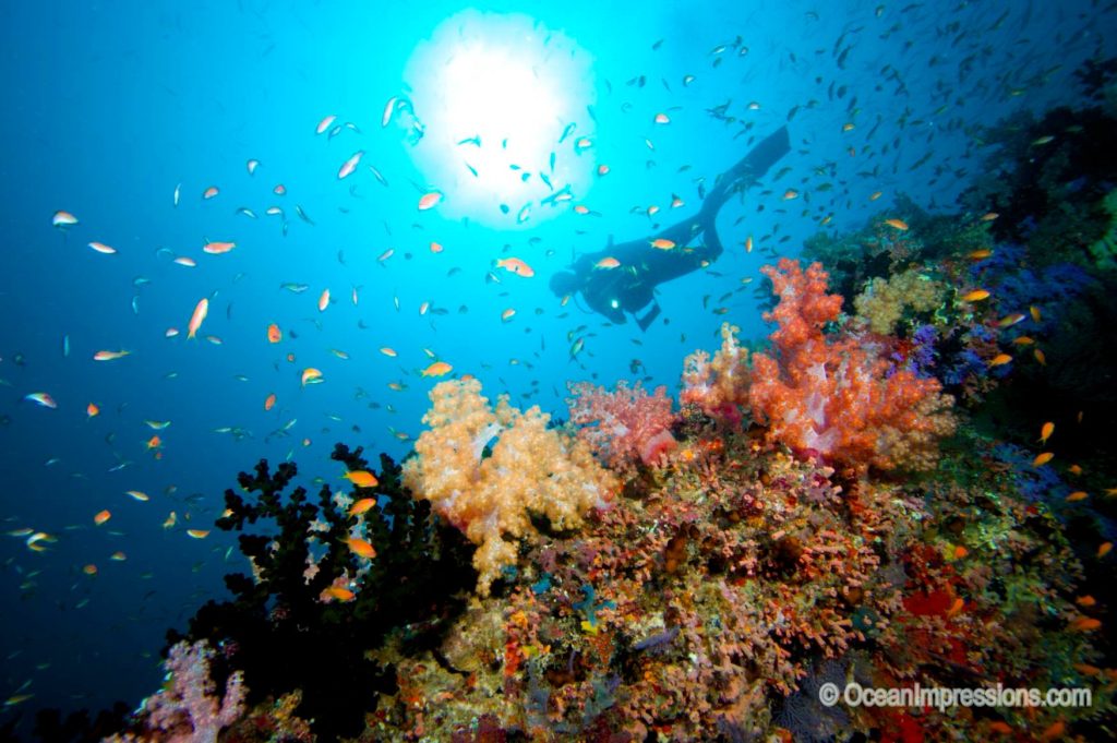 Korallenriff mit roten, orangen, gelben und schwarzen Korallen und bunten Fischen, Taucher im blauen Wasser