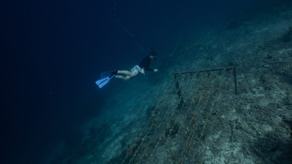 Taucher schwimmt unter Wasser neben einer metallischen, gitterartigen Konstruktion mit Algenbewuchs im tiefblauen Wasser