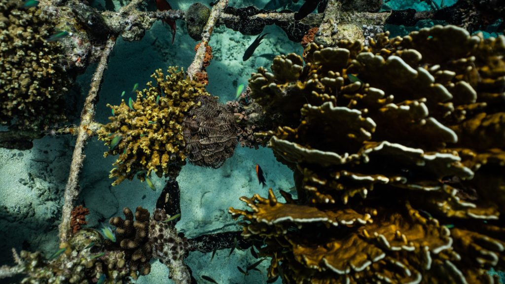 Unterwasserszene mit goldbraunen und grünlichen Korallen auf metallischer Struktur, bunten Fischen und klarem Wasser