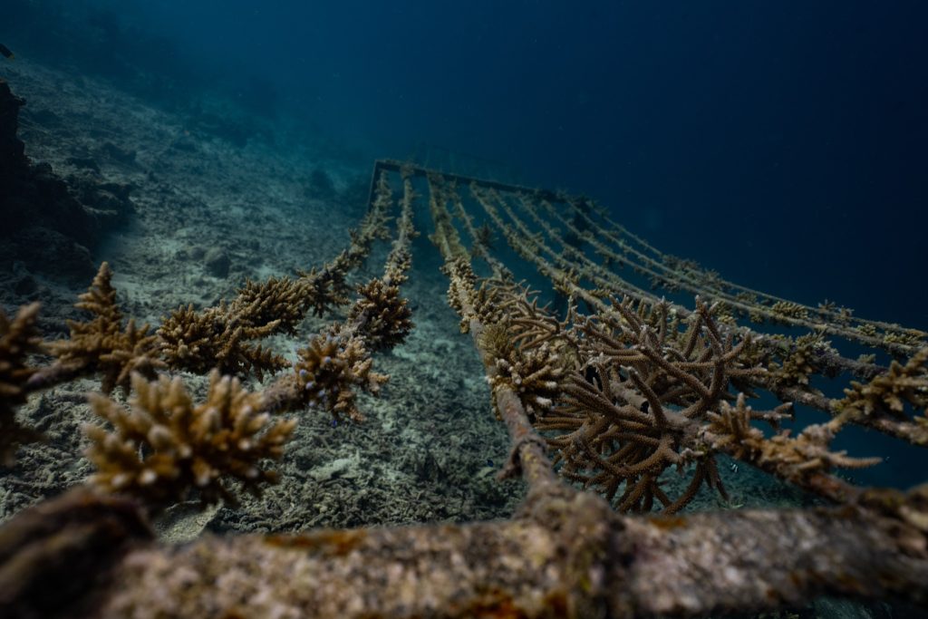 Metallgitter mit angehefteten Korallenstöcken auf dem Meeresboden im klaren Wasser bei Dhawa Ihuru Malediven
