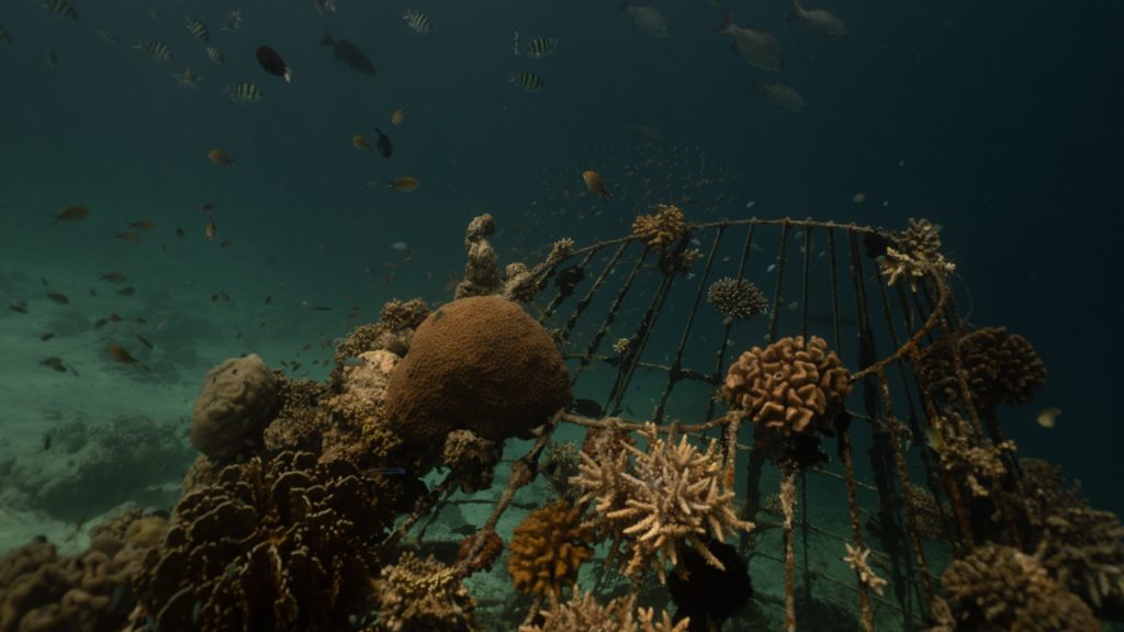 Unterwasserszene mit Metallstruktur und bewachsenen Korallen im Marine Lab von Dhawa Ihuru Malediven