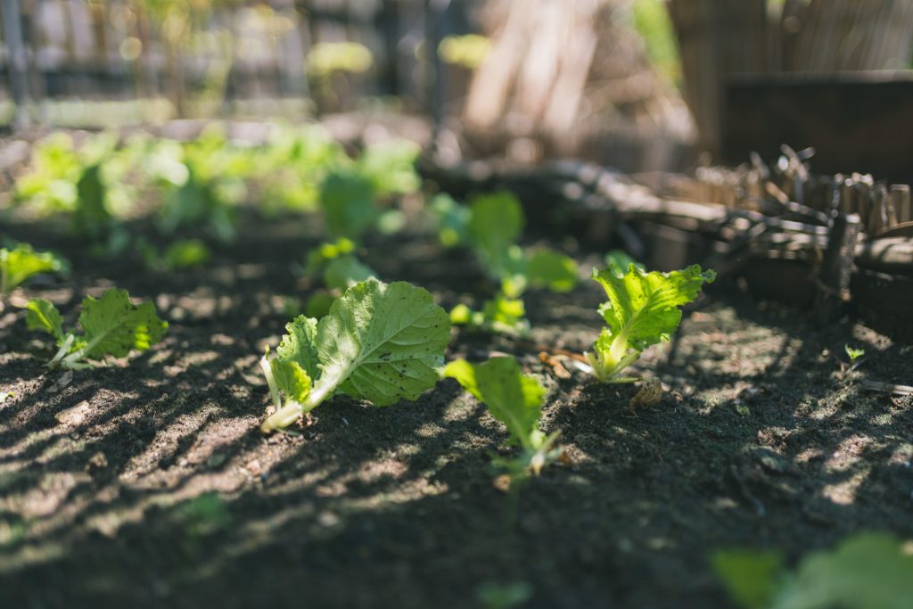 Gemüsegarten mit grünen Salatpflanzen in dunkler Erde und Holzzaun im Hintergrund im Restaurant Chefs Garden Treehouse