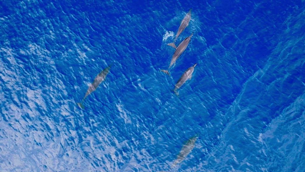 Gruppe von Delfinen in sanftem Grau schwimmt im klaren, tiefblauen Meer vor den