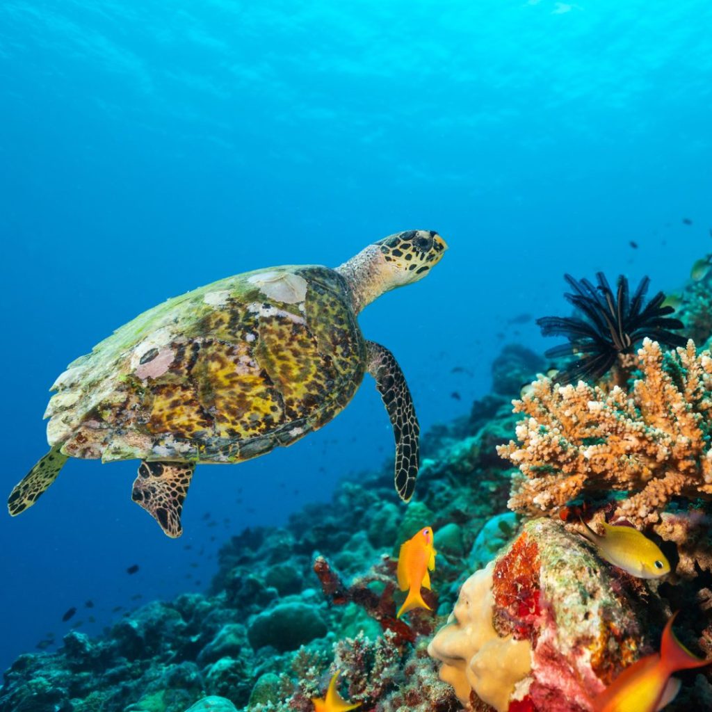 Unterwasseraufnahme einer großen Schildkröte mit bunten Korallen und Fischen im klaren Wasser