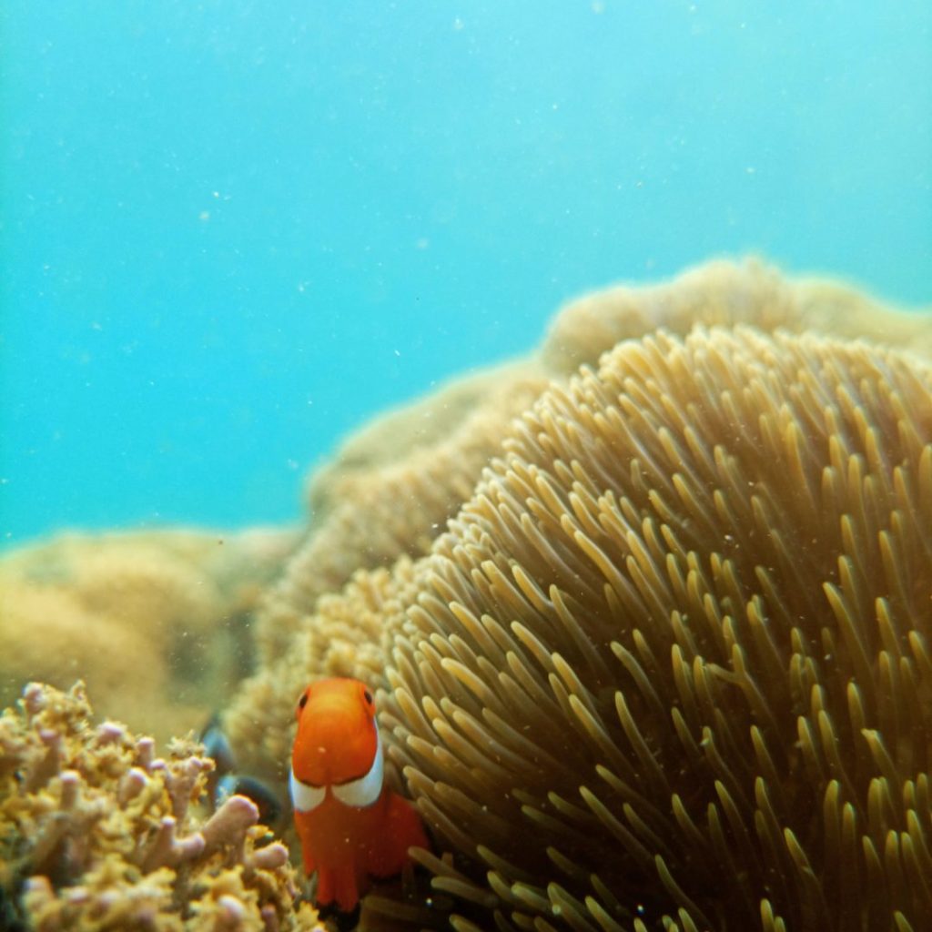 Nahaufnahme eines Clownfischs in braun-beiger Anemone im klaren blauen Wasser