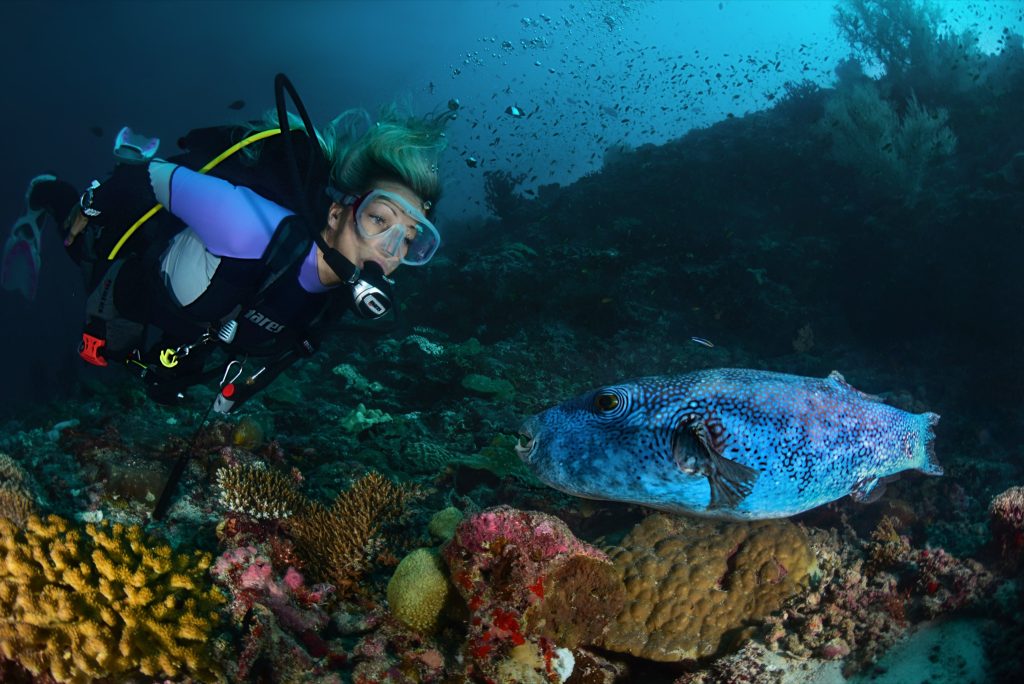 Taucherin unter Wasser neben großem blauem Fisch vor buntem Korallenriff im Reethi Faru Resort