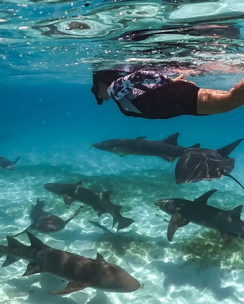 Unterwasseraufnahme eines Schwimmers mit Schnorchelausrüstung zwischen Haien über sandigem Meeresboden mit Seegras