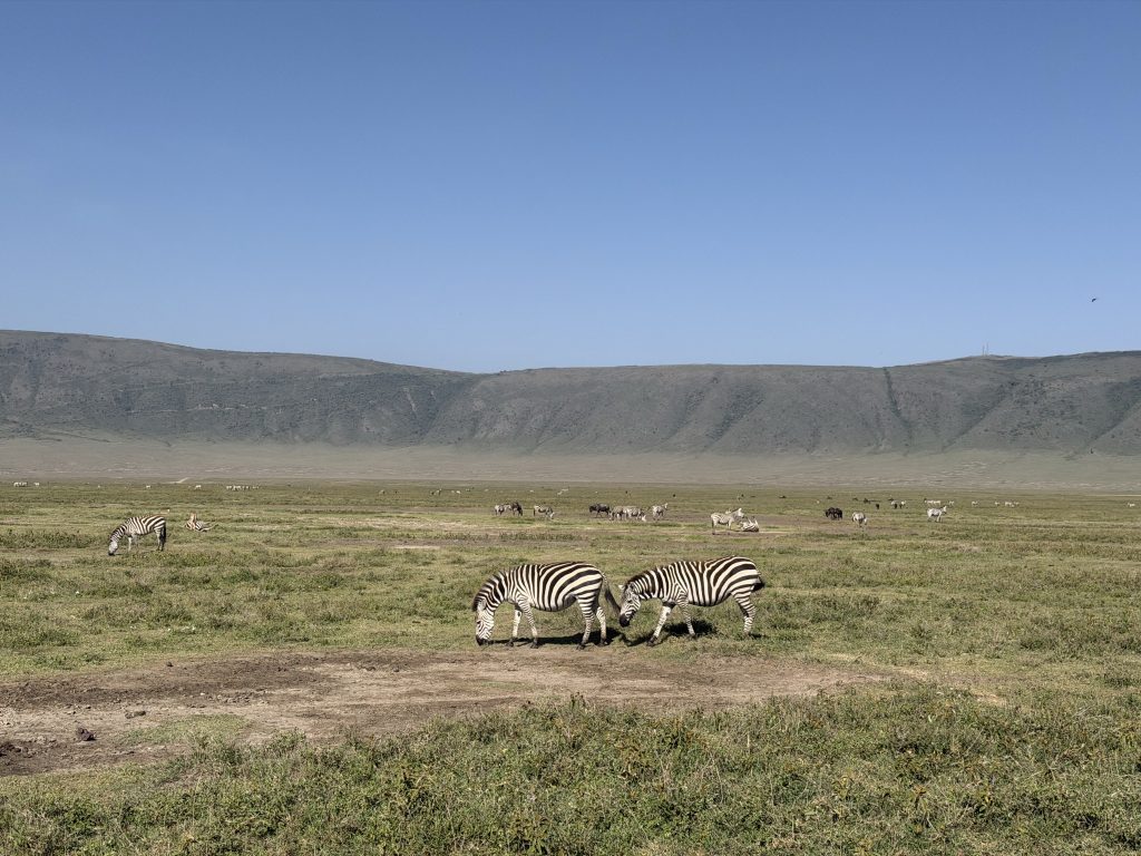 Mehrere Zebras stehen und grasen auf der offenen Graslandschaft des Ngorongoro Kraters, umgeben von Hügeln unter blauem.