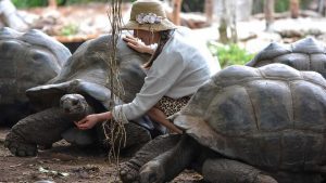 Person lehnt sich über große Schildkröte und berührt sie, umgeben von weiteren Schildkröten auf erdigem Boden mit grüner.