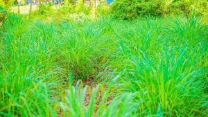 Dichte tropische Pflanzen und hohes Gras auf einer Gewürzfarm im Westen von Sansibar bei hellem Tageslicht