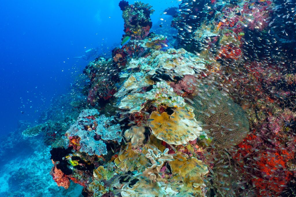 Bunte Korallenriffe in Gelb, Rot, Blau und Grün mit zahlreichen kleinen Fischen in klarem Wasser