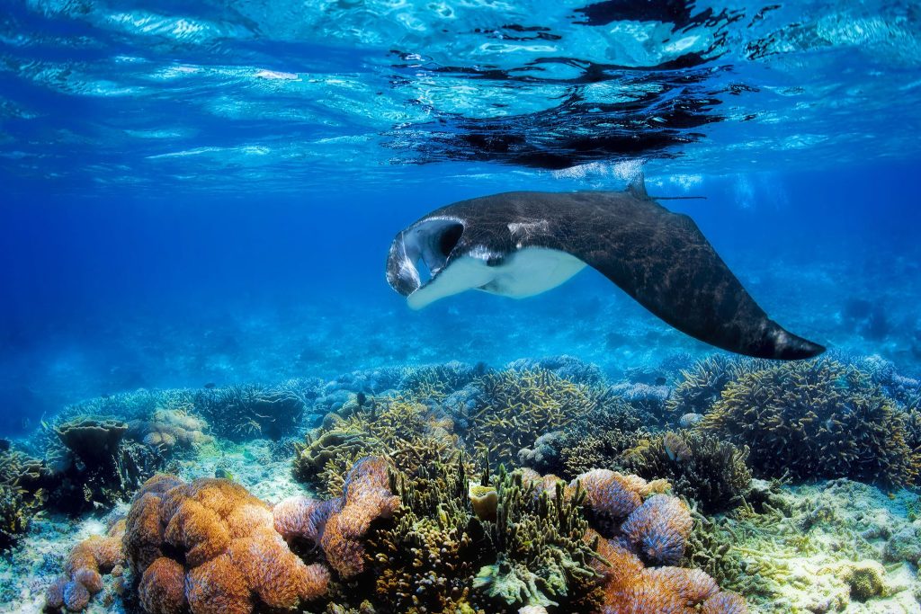 Manta-Rochen über buntem Korallenriff in klarem Wasser mit Sonnenlicht auf den