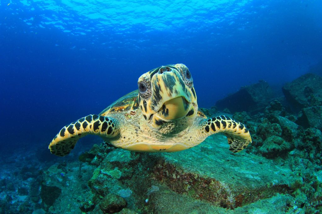 Meeresschildkröte schwimmt frontal in klarem Wasser vor Algen-bewachsenen Felsen bei Furaveri Maldives