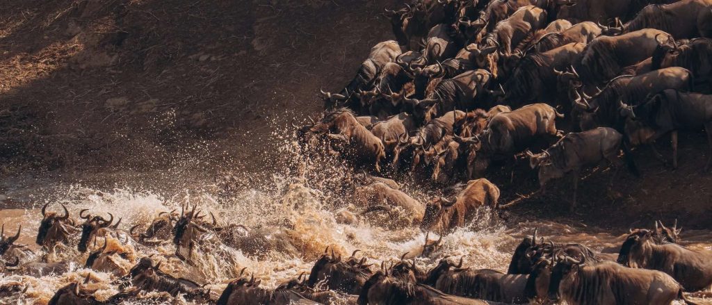 Gnus Lair Camp dramatische Gnu-Herde am Fluss auf Tansania Große Herde von Gnus überquert einen schlammigen Fluss mit spritzendem Wasser und dunklem Ufer