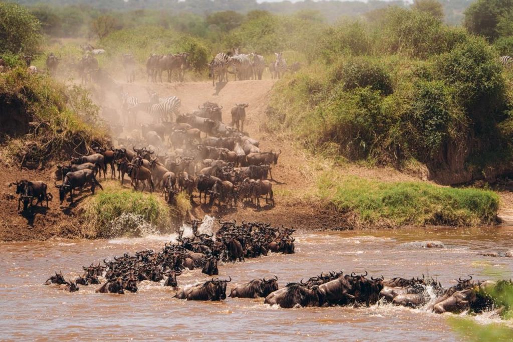 Gruppe von Gnus und Zebras bei der Flussdurchquerung, umgeben von grünem Buschwerk und brauner Erde