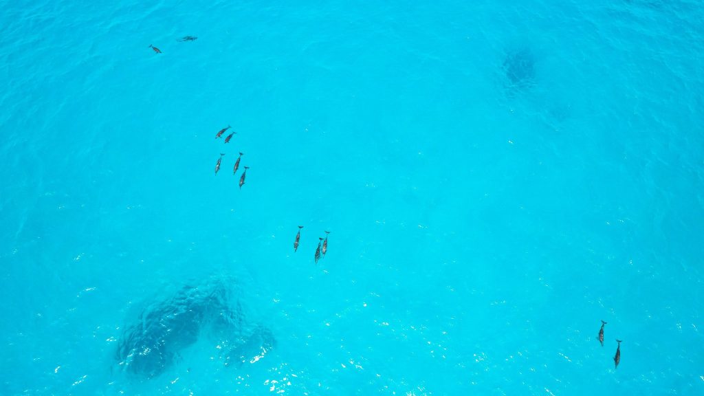 Gruppe von Delfinen schwimmt im klaren türkisblauen Wasser, aufgenommen aus der Vogelperspektive