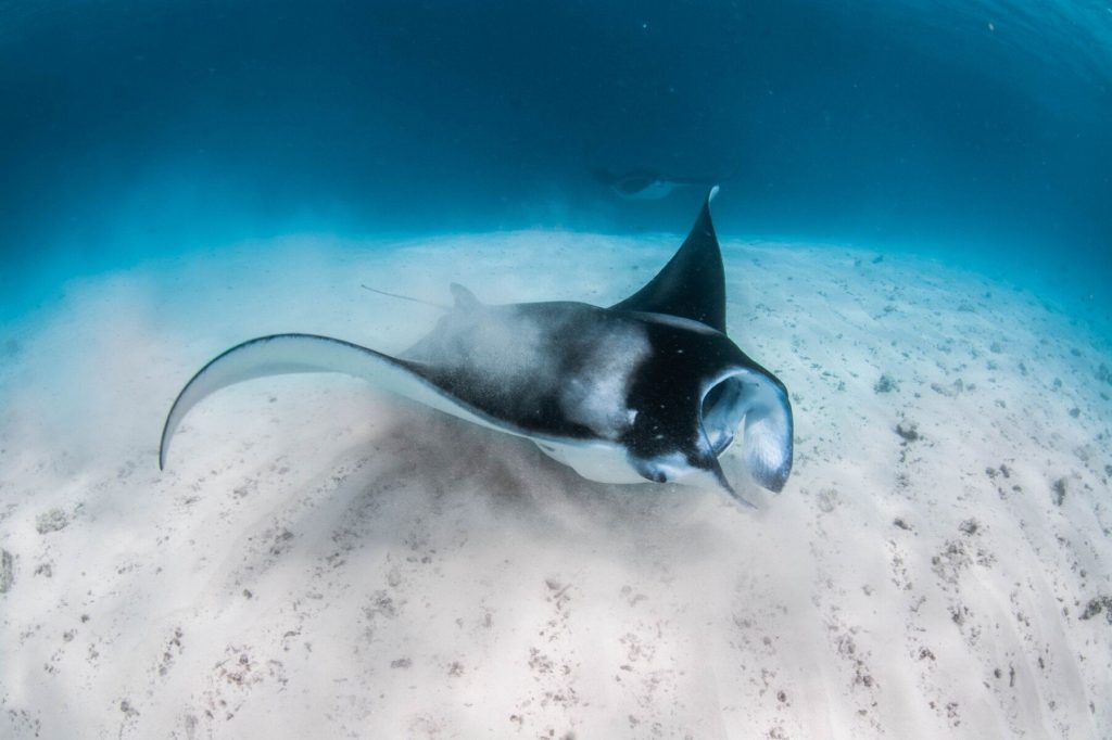Manta-Rochen schwebt über sandigem Meeresboden mit klarem blauem Wasser im InterContinental Maldives Maamunagau Resort