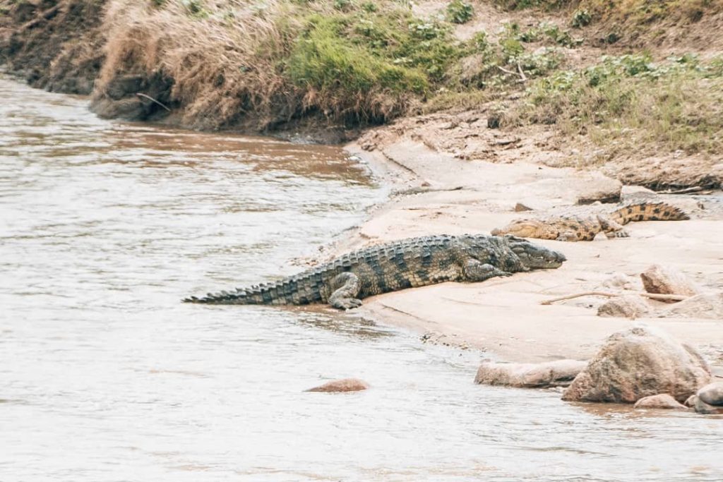 Natürliches Flussufer mit großem Krokodil am sandigen Ufer und ruhigem Wasser bei Tageslicht