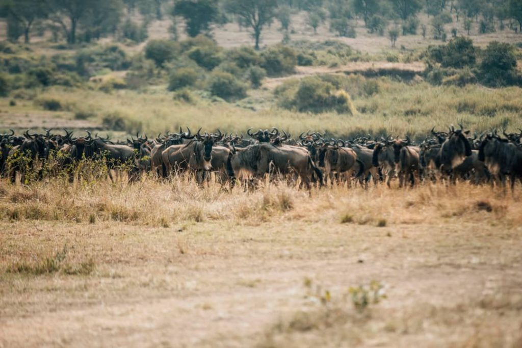 Große Herde von Gnus zieht über gelblich-braune Graslandschaft mit Hügeln und Büschen im Hintergrund