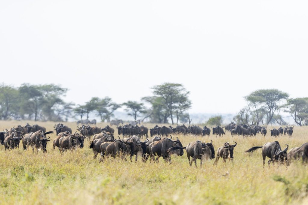 Große Gruppe von Gnus zieht durch offene Graslandschaft mit vereinzelten Bäumen im Hintergrund in Tansania