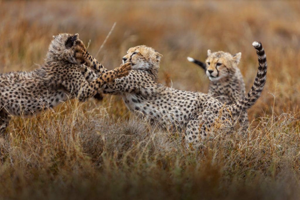 Drei Gepardenjunge liegen auf trockenem Gras im Ndutu Gebiet nahe Misako Ndutu Migration Camp in Tansania