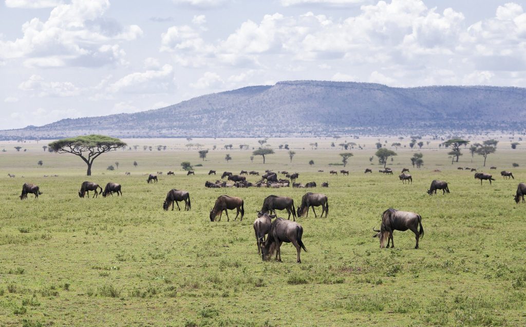 Ngorongoro Lodge Meliá Collection Savannenlandschaft Weitläufige grüne Savannenlandschaft in Tansania mit grasenden Gnus, Akazienbaum und Hügelkette unter blauem Himmel