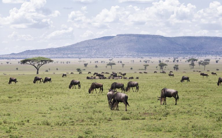 Ngorongoro Lodge Meliá Collection