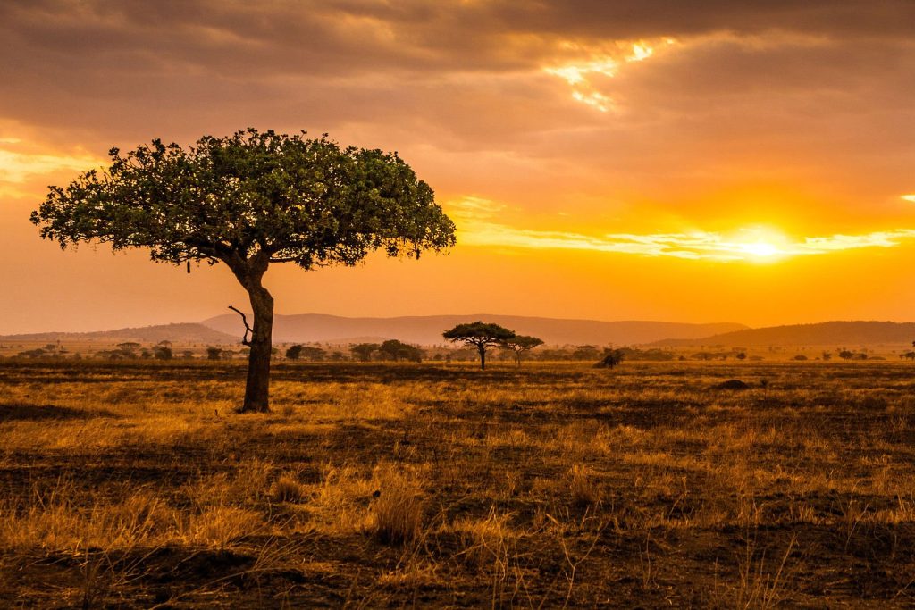 Savannenlandschaft mit einzelnen Bäumen und warmem Sonnenuntergangshimmel bei Sametu Camp in Tansania