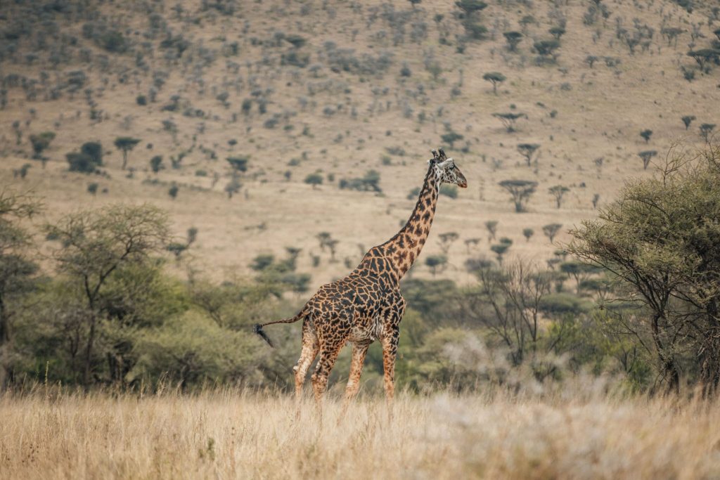 Giraffe steht auf trockener Grasfläche vor sanften Hügeln mit Akazien